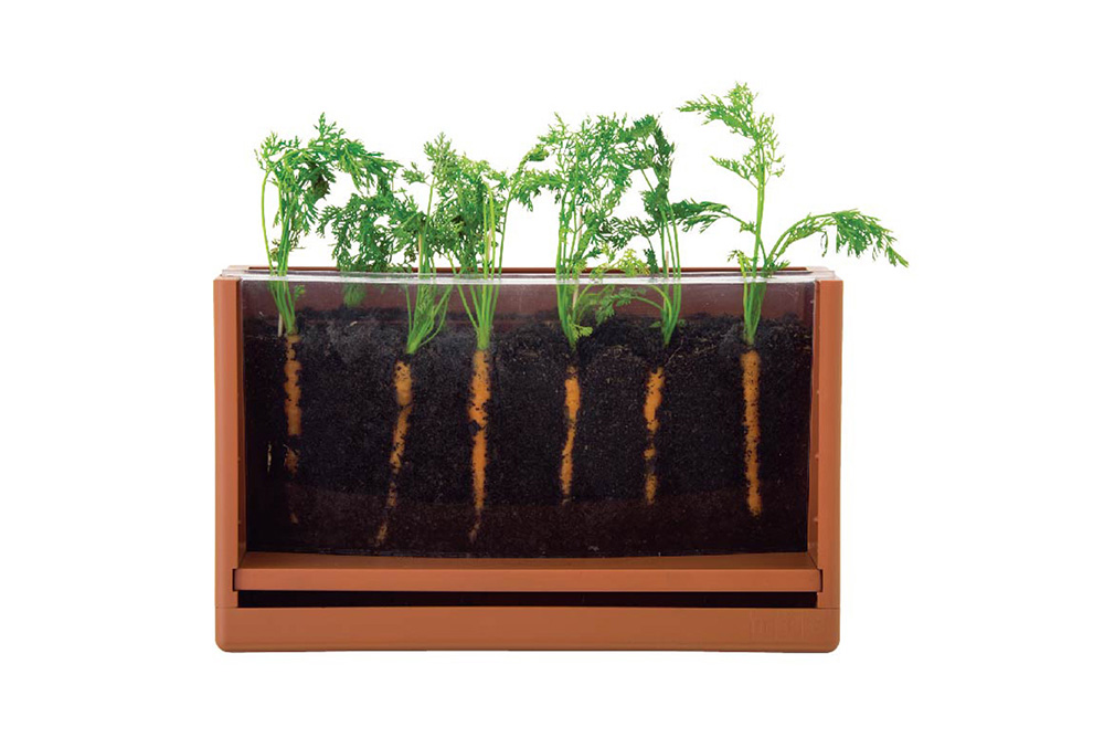 根莖植物觀察箱