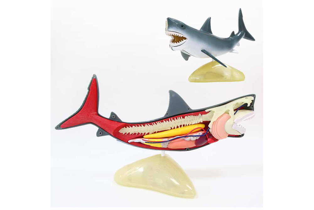 鯊魚解剖組
