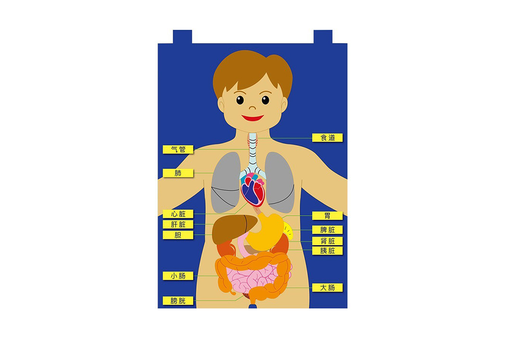 人體器官掛袋2代